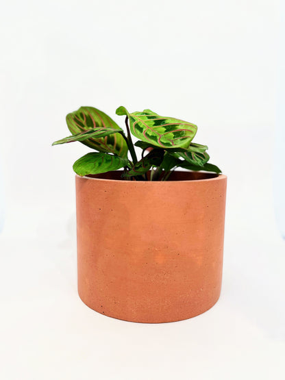 Concrete Pots